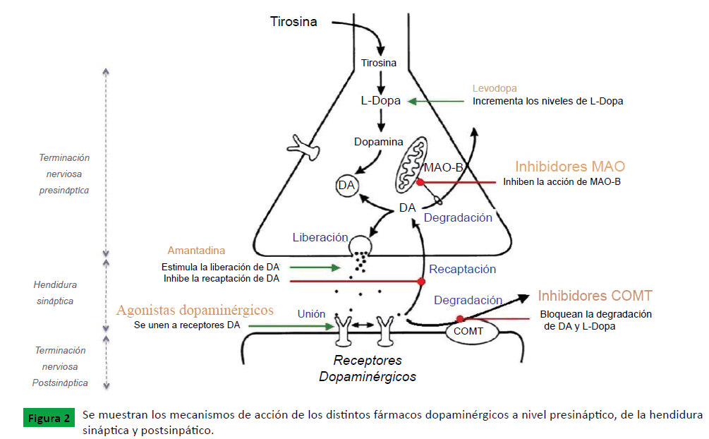 Farmacogenandeacutetica en la Enfermedad de Parkinson: Influencia ...